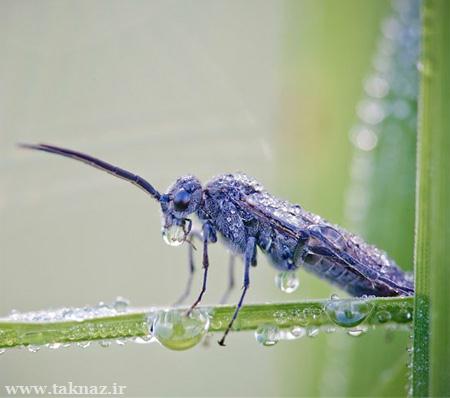 عکس هایی دیدنی از حشرات خیس در نمای نزدیک www.taknaz.ir