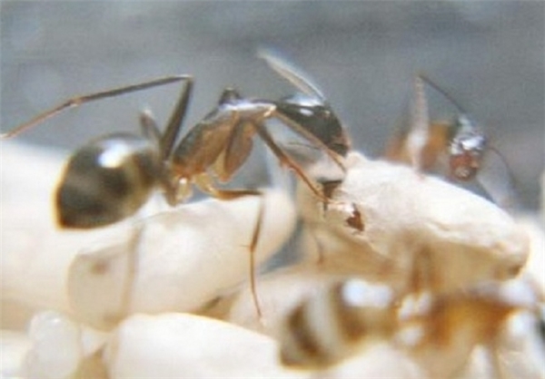 به دنیا آمدن مورچه + تصاویر |www.campfa.ir 