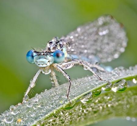 عکس هایی دیدنی از حشرات خیس در نمای نزدیک www.taknaz.ir