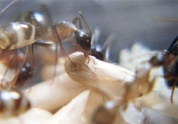 به دنیا آمدن مورچه + تصاویر |www.campfa.ir 