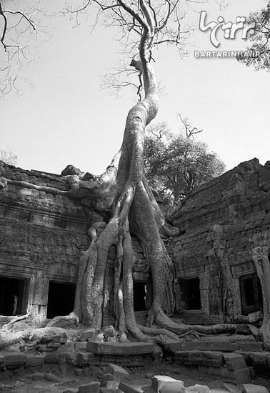 درختی با ریشه های عجیب و غریب! +عکس