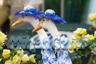 شوی لباس اردک ها بسیار زیبا
