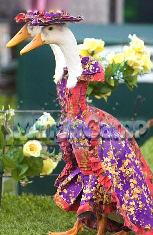 شوی لباس اردک ها بسیار زیبا